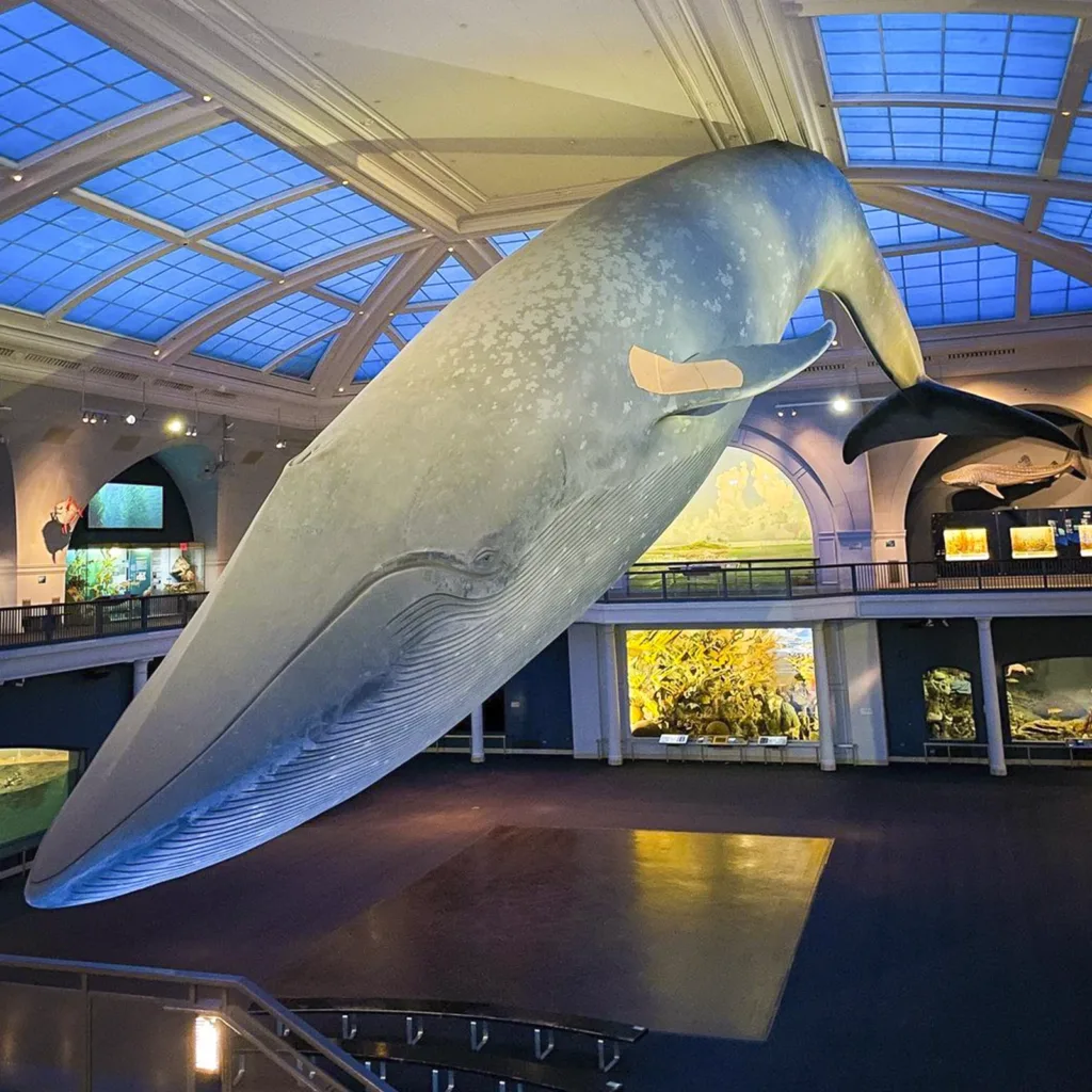 American Museum of Natural History