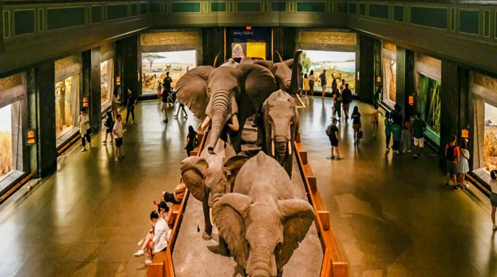 American Museum of Natural History , Museums in New York