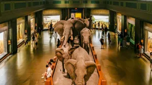 American Museum of Natural History, Museen in New York