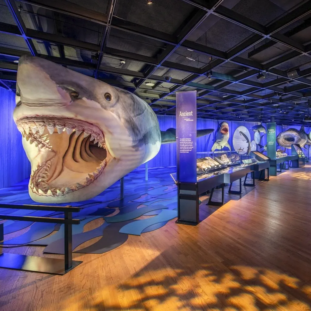 American Museum of Natural History new york