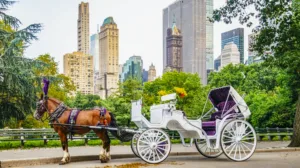 Horse-drawn carriage ride through Central Park