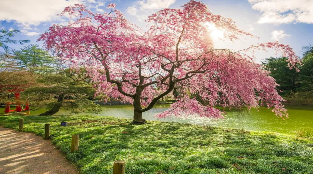 Brooklyn Botanical Garden