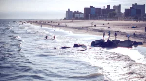 Stranden in New York